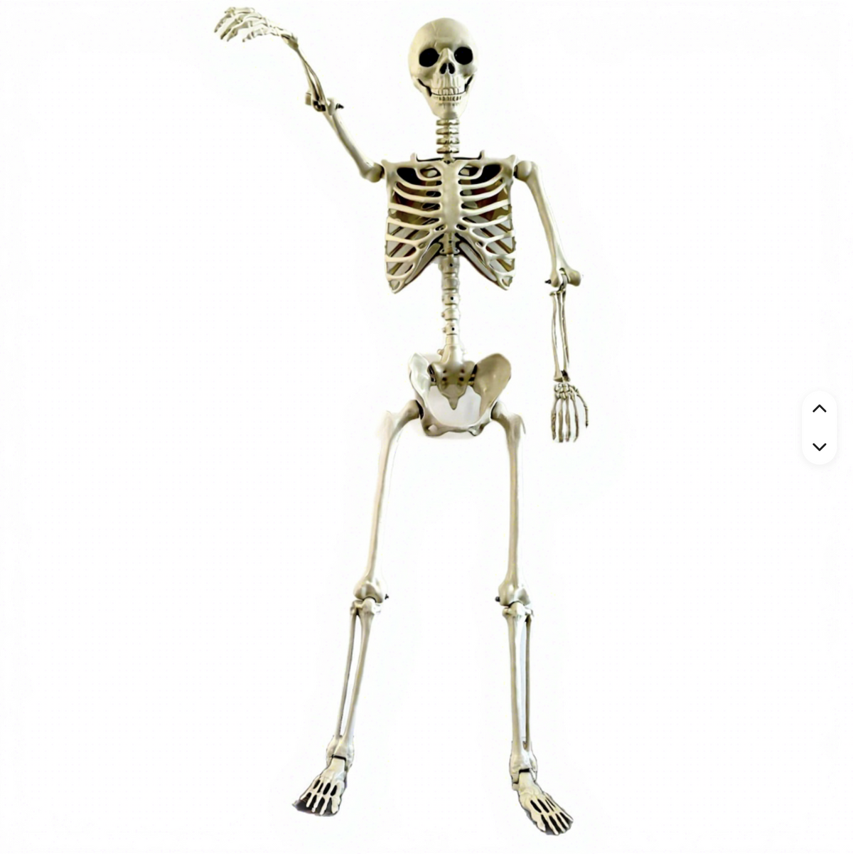 2 Pack 91cm Halloween Skeleton Skull Decoration, Realistic Skull Prop for Halloween Party, for Haunted Houses, KTV, Front Lawn, Graveyard Props