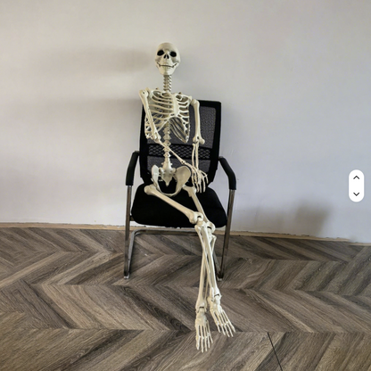 2 Pack 91cm Halloween Skeleton Skull Decoration, Realistic Skull Prop for Halloween Party, for Haunted Houses, KTV, Front Lawn, Graveyard Props